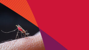 Africa leads the way on genetically modified mosquitoes