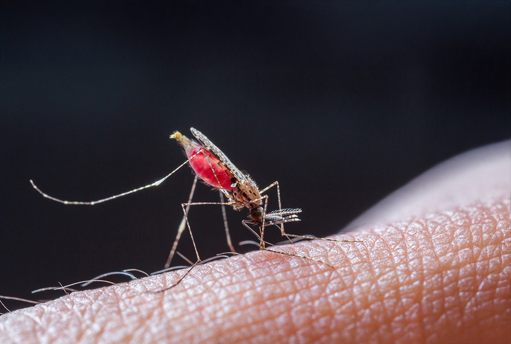 Les moustiques vecteurs de maladies sont opposés à un nouvel ennemi